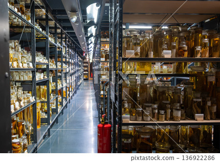 Berlin, germany, august 15, 2023. Extensive collection of biological specimens preserved in fluid-filled jars, organized on shelves in a scientific storage facility Berlin, germany, august 15, 2023. Extensive collection of biological specimens preserved in fluid-filled jars, organized on shelves in a scientific storage facility 136922286