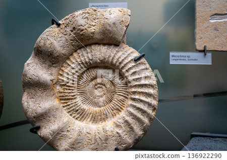 Berlin, germany, august 15, 2023. Ammonite fossil, genus perisphinctes, displaying its ancient spiral shell pattern and texture. Paleontology and natural history concept 136922290