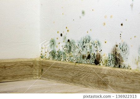 Mould and fungus growth on wall 136922313