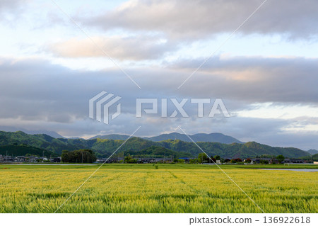 清晨，滋賀縣長濱市的麥田和山脈盡收眼底。 136922618
