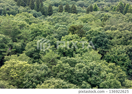 A fresh green forest landscape spreading out before your eyes 136922625