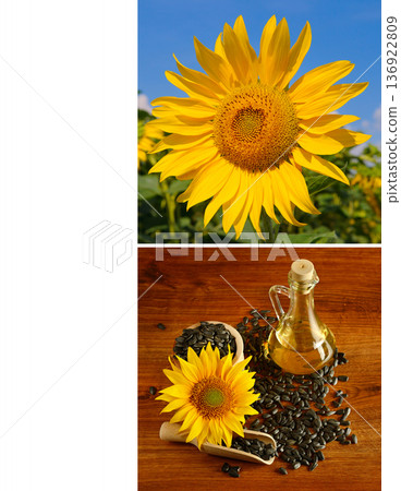 Sunflowers and Golden Sunflower Oil in Glass Bottle Sunflowers and Golden Sunflower Oil in Glass Bottle 136922809