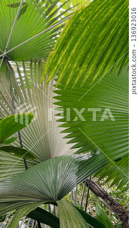 Tropical palm leaves pattern background 136923016