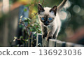 Full of life, the Siamese kitten darts along the fence, exploring the vibrant world of a sunny summer. 136923036
