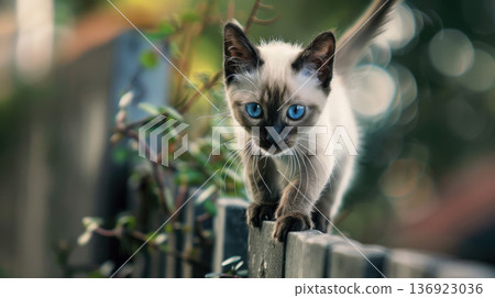 Full of life, the Siamese kitten darts along the fence, exploring the vibrant world of a sunny summer. 136923036