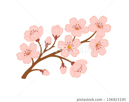 Blooming cherry blossom branch with pink flowers and buds. Hand drawn flat style Blooming cherry blossom branch with pink flowers and buds. Hand drawn flat style 136923195