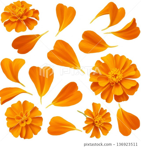 Orange Marigold Petals and Flowers on White Background 136923511