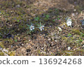 Beautifully blooming Setsubun grass 136924268