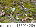 Beautifully blooming Setsubun grass 136924269