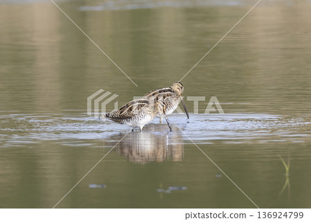 Waterside snipe 136924799
