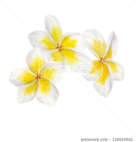 Watercolor illustration of tropical plumeria flowers with yellow centers arranged in a botanical composition. Hand painted frangipani blossoms for wedding stationery, beauty packaging, textile prints 136924882