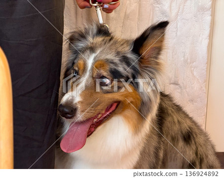 Dog with open mouth and tongue out standing beside owner. Pet care, companionship, and domestic animal lifestyle. 136924892