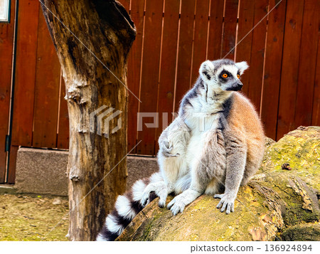 Ring-tailed lemur sitting on wooden branch. Observation, adaptation, and survival of primates in natural and enclosed habitats. Ring-tailed lemur sitting on wooden branch. Observation, adaptation, and survival of primates in natural and enclosed habitats. 136924894