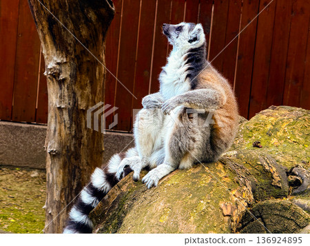 Ring-tailed lemur sitting on wooden branch. Observation, adaptation, and survival of primates in natural and enclosed habitats. Ring-tailed lemur sitting on wooden branch. Observation, adaptation, and survival of primates in natural and enclosed habitats. 136924895