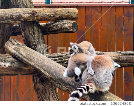 Ring-tailed lemurs sitting on wooden branch. Observation, adaptation, and survival of primates in natural and enclosed habitats. 136924898
