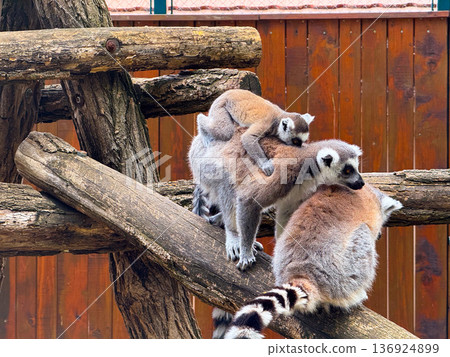 Ring-tailed lemurs sitting on wooden branch. Observation, adaptation, and survival of primates in natural and enclosed habitats. 136924899