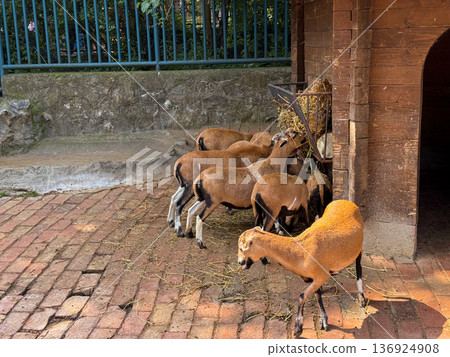 Goat herd feeding together in fenced enclosure. Domestication, survival, and agriculture as key aspects of human animal coexistence in rural life. 136924908