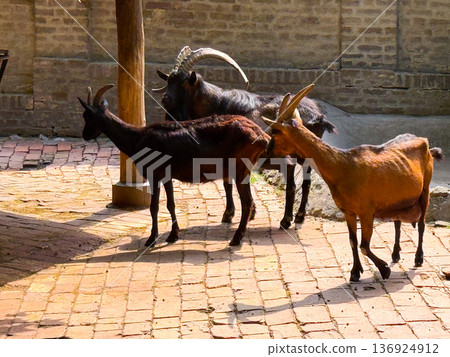 Group of goats standing together in farm enclosure. Agriculture, family bonds, and domestication of livestock reflecting human relationship with animals. 136924912