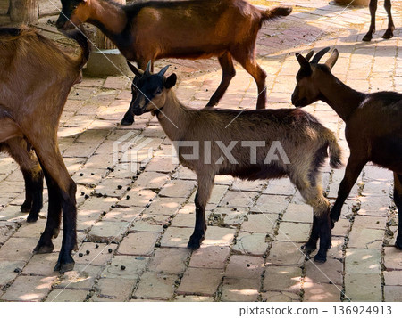 Group of goats standing together in farm enclosure. Agriculture, family bonds, and domestication of livestock reflecting human relationship with animals. 136924913