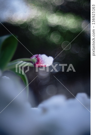 紅色的冰鬱金香被雪覆蓋 136925163