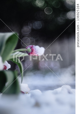 Red ice tulips covered in snow Red ice tulips covered in snow 136925164