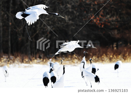 Flying crane 136925183