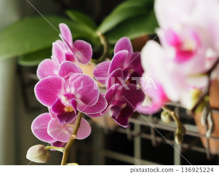 Phalaenopsis orchid flowers bloomed Phalaenopsis orchid flowers bloomed 136925224