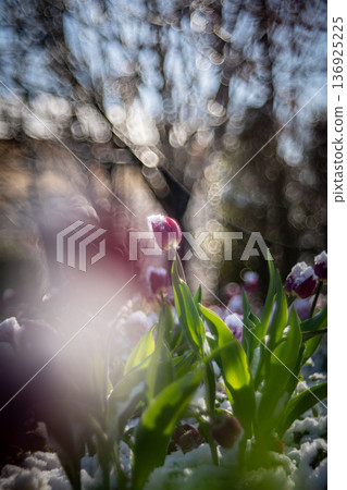 Purple tulips covered in snow 136925225