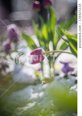 Purple tulips covered in snow Purple tulips covered in snow 136925228