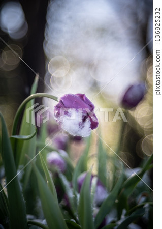 Purple tulips covered in snow Purple tulips covered in snow 136925232