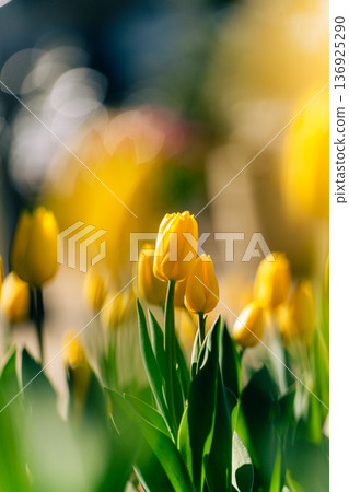 Yellow ice tulips at Funabashi Andersen Park Yellow ice tulips at Funabashi Andersen Park 136925290