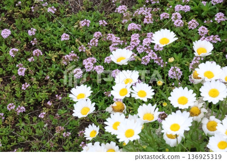  白花 136925319