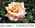一朵優雅的單顆玫瑰，呈現淡杏色 136925706
