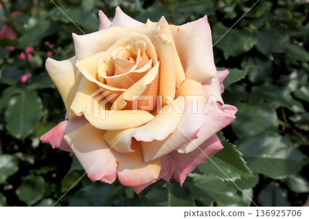 一朵優雅的單顆玫瑰,呈現淡杏色 一朵優雅的單顆玫瑰,呈現淡杏色 136925706
