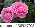 兩朵優雅盛開的粉紅玫瑰 136925708