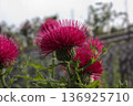 閃亮的紅紫色薊花和柔和的散景背景 136925710