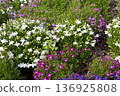 一簇簇白色和紫色的小花點綴著春日的花壇。 136925808