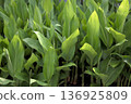 一簇簇茂盛的嫩葉 136925809