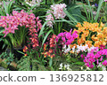 一個美麗的花園，裡面盛開著五彩繽紛的蘭花。 136925812