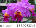 一株艷麗的紫紅色卡特蘭蘭花 136925814