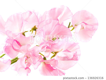 白色背景上的香豌豆 136926316