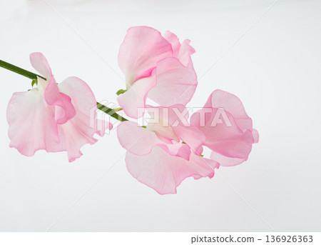 Sweet pea on a white background 136926363