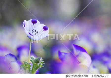 Nemophila blooming in a viola flowerbed Nemophila blooming in a viola flowerbed 136926722