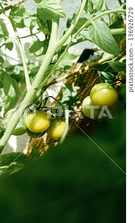 Homegrown Green cherry tomatoes 136926729