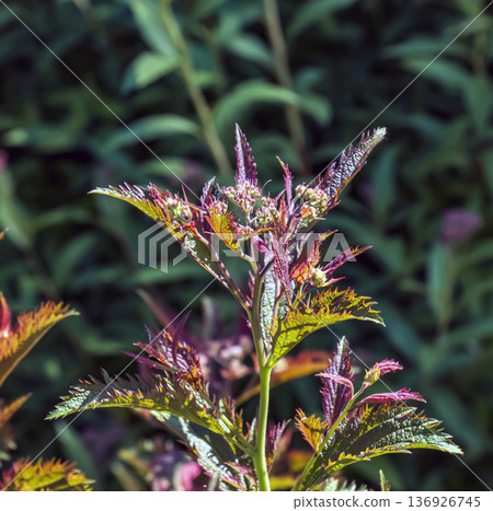 A close-up of Spiraea japonica buds in early summer. A species of deciduous ornamental shrub in the rose family Rosaceae. Blurred background. A close-up of Spiraea japonica buds in early summer. A species of deciduous ornamental shrub in the rose family Rosaceae. Blurred background. 136926745