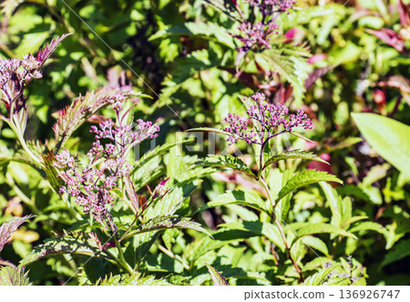 Spiraea japonica is a species of deciduous ornamental shrub in the rose family Rosaceae. It blooms in early summer Spiraea japonica is a species of deciduous ornamental shrub in the rose family Rosaceae. It blooms in early summer 136926747