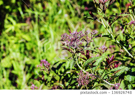 Spiraea japonica buds in early summer. Bright sunlight Spiraea japonica buds in early summer. Bright sunlight 136926748
