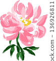 Gorgeous pink peony (Paeonia lactiflora) hand-painted watercolor flower illustration 136926811