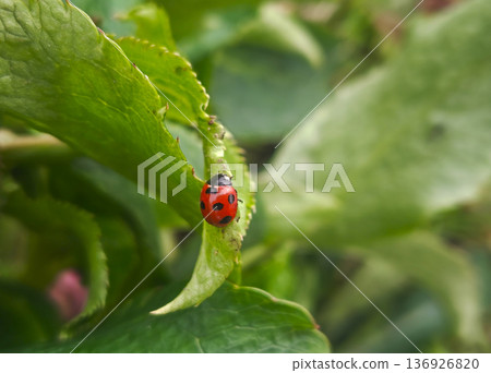 Ladybugs heralding spring Ladybugs heralding spring 136926820