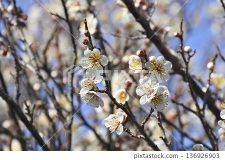 White plum White plum 136926903